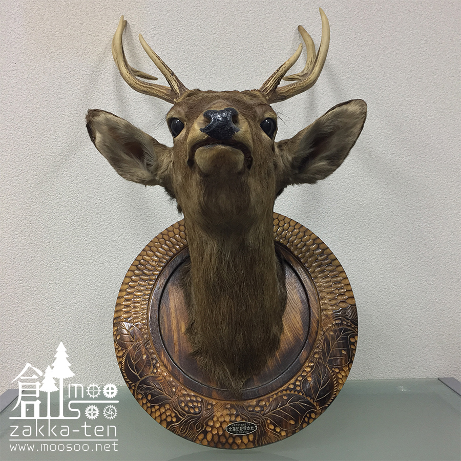 鹿のハンティングトロフィー | 博物と古物の奇妙な雑貨店