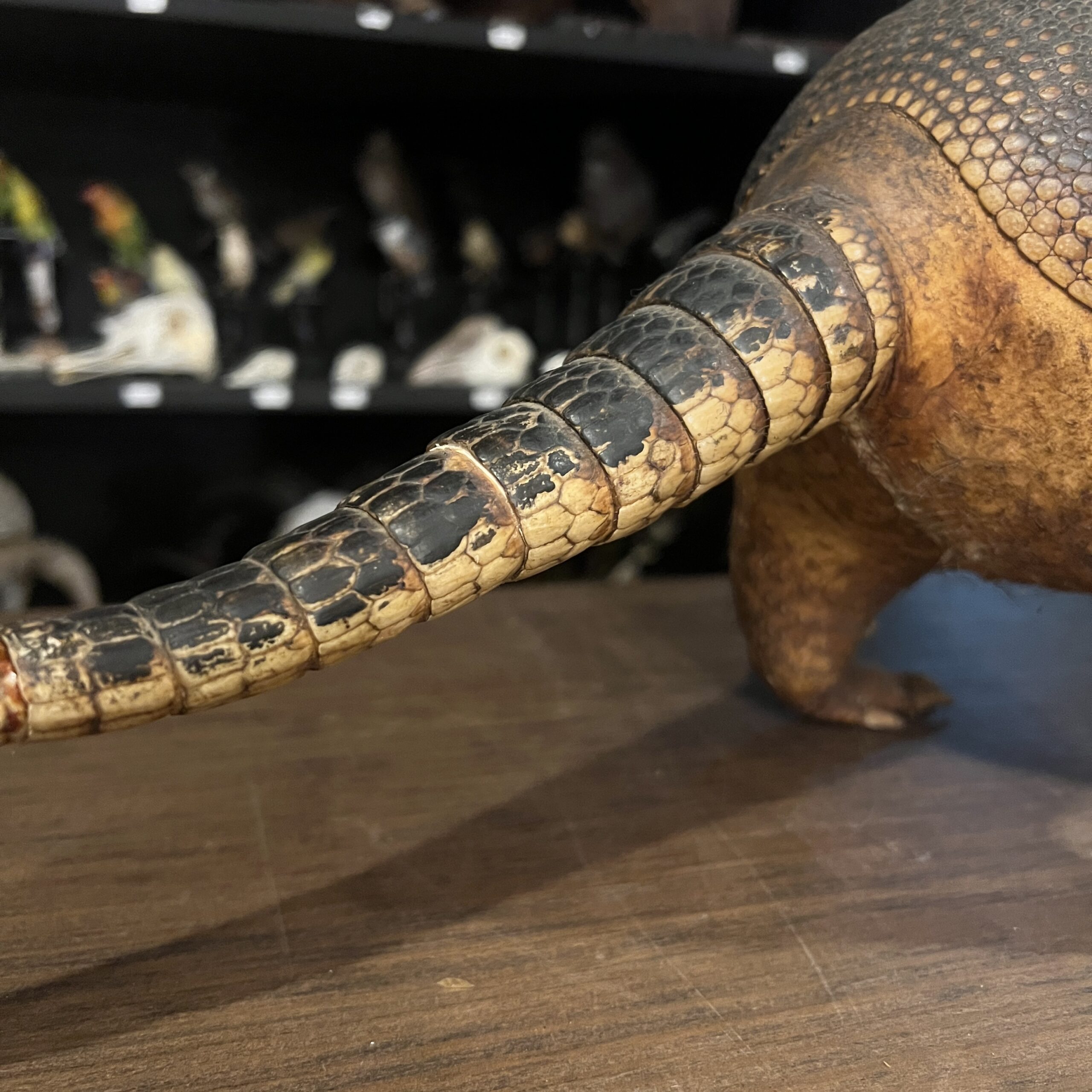 アルマジロの剥製 | 博物と古物の奇妙な雑貨店 シュレディンガーの猫