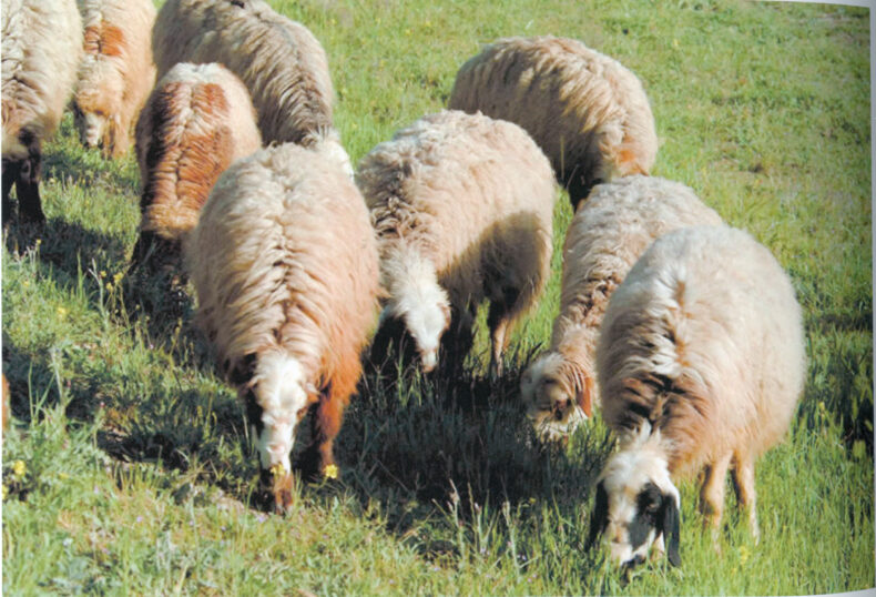 ペルシャ絨毯の歴史 - ペルシャンパレス有限会社