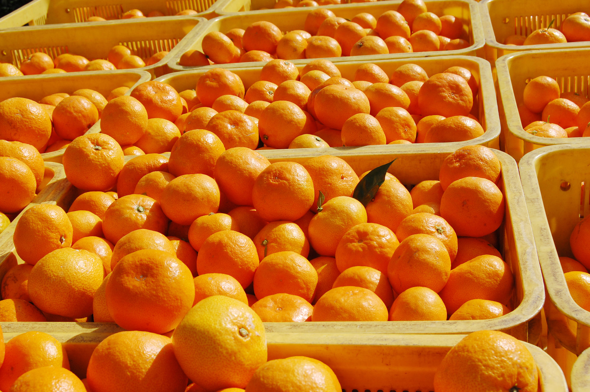 みかん箱のサイズ・ひと箱に何個入るのか 有田みかん専門店早和果樹園