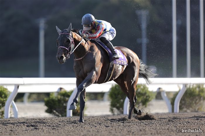 黒船賞】シャマル＆川田騎手が内目から抜け出し重賞4勝目！ | 競馬