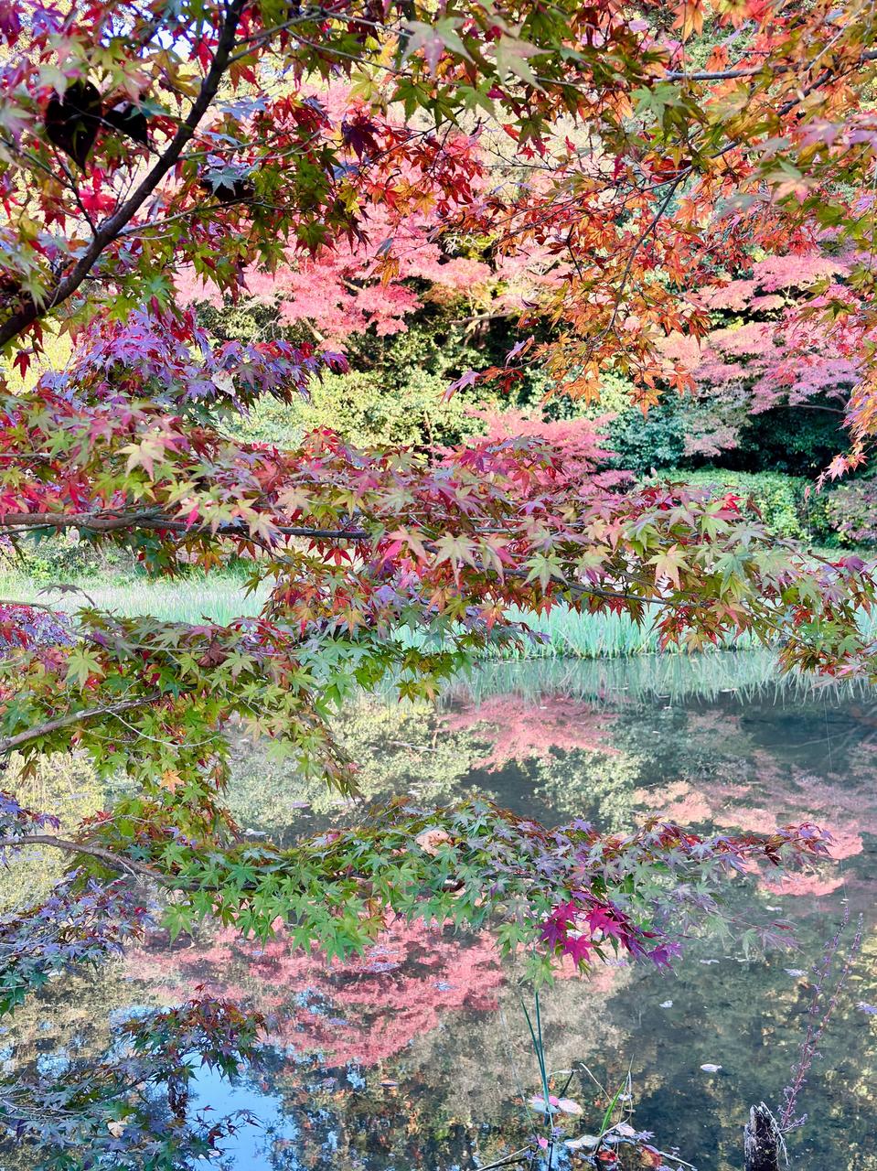 長岳寺(nara)の紅葉見頃情報 - 紅葉Ch. | dメニュー天気