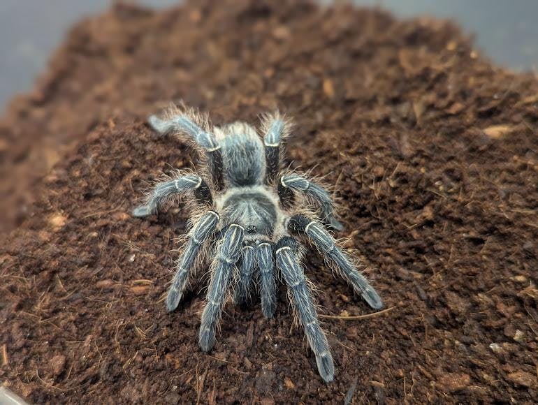 EMU's Arachnid Lab does groundbreaking research on tarantulas