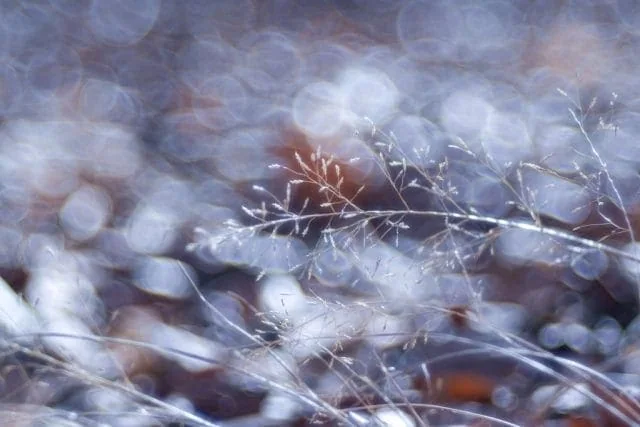 Trioplan 100mm f2.8VのReview作例 シャボン玉バブルボケ Meyer-Optik