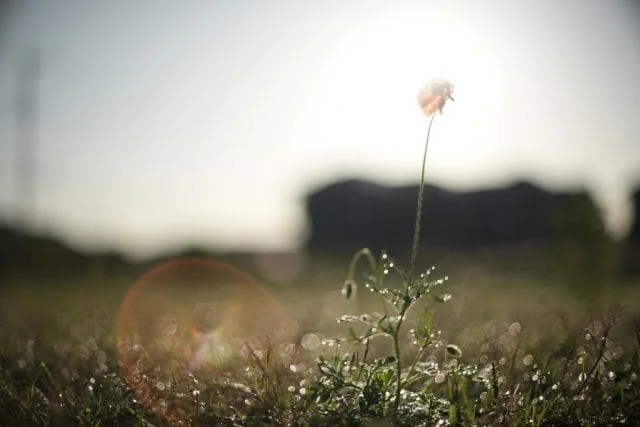 Super-Multi-Coated TAKUMAR 50mm f1.4 レビュー作例 PENTAX銘玉神