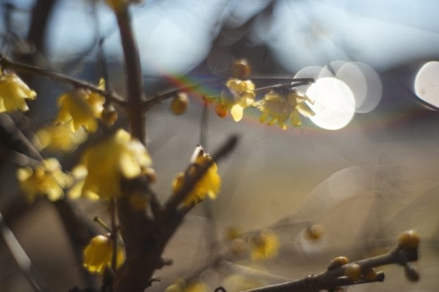 Jupiter-8 50mm f2 L39 Review作例 KMZロシア製おすすめ神オールド