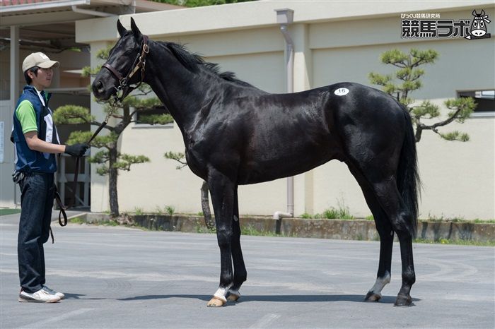 エイシンフラッシュ - Eishin Flash - 競走馬データベース | 競馬ラボ