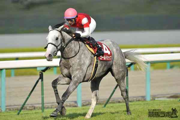 神戸新聞杯】皐月賞馬・ゴールドシップが貫禄V！ | 競馬ニュース