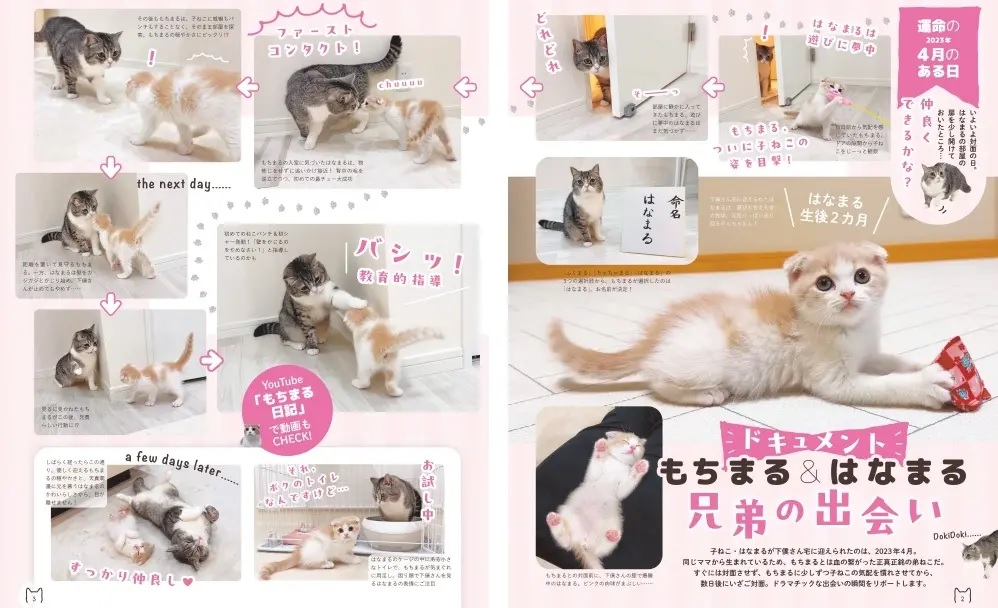 お知らせ- ねこ界のスーパーブラザーズ「もちまる＆はなまる」登場