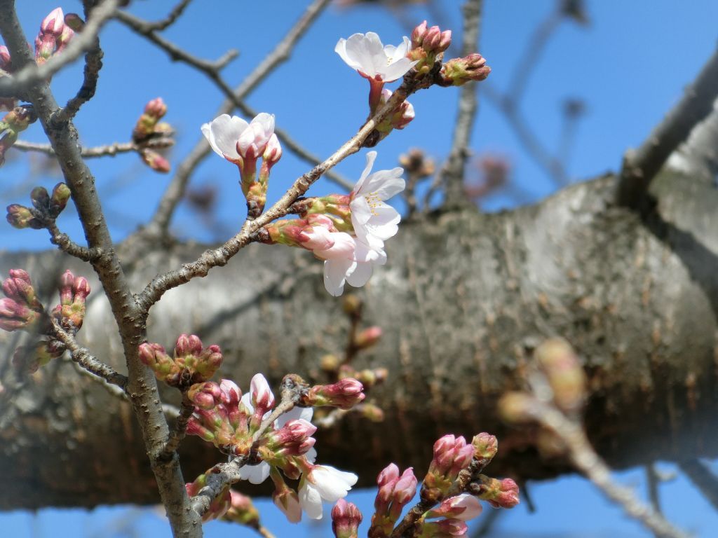 古代蓮の里の桜｜花見特集2026