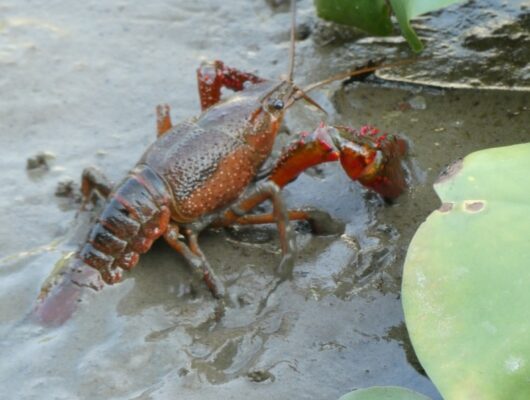 エビの仲間｜おさかな図鑑｜スペクトラム ブランズ ジャパン 株式会社