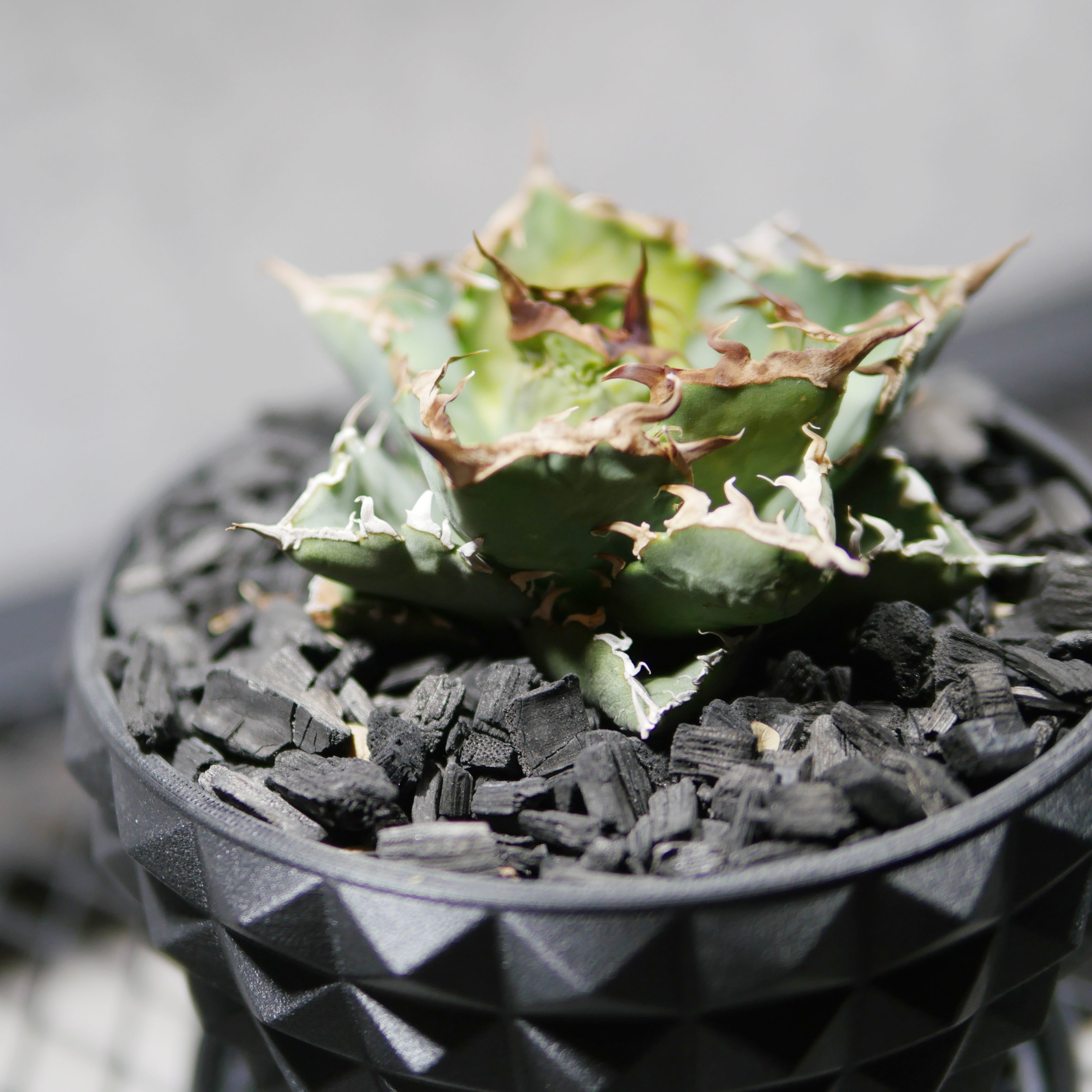 アガベ チタノタ シーザー POT STUD SIZE M（4号サイズ鉢）＋ SLIT