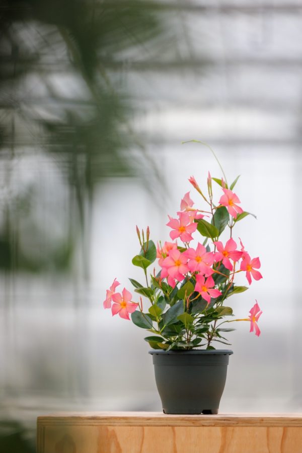 Sundaville® UP pink horizon – Suntory Flowers Europe