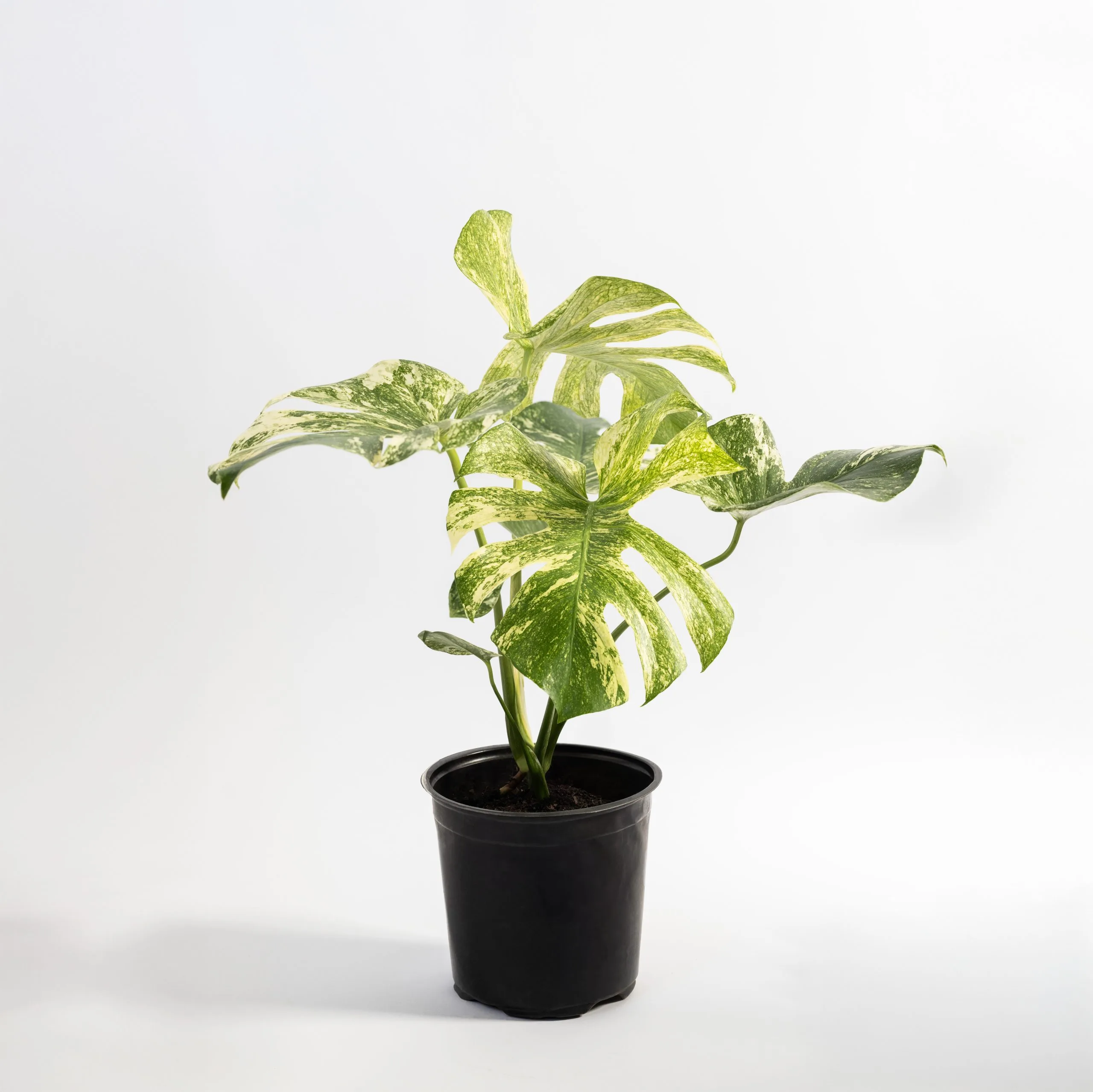 Monstera Mint - The Sun Grove