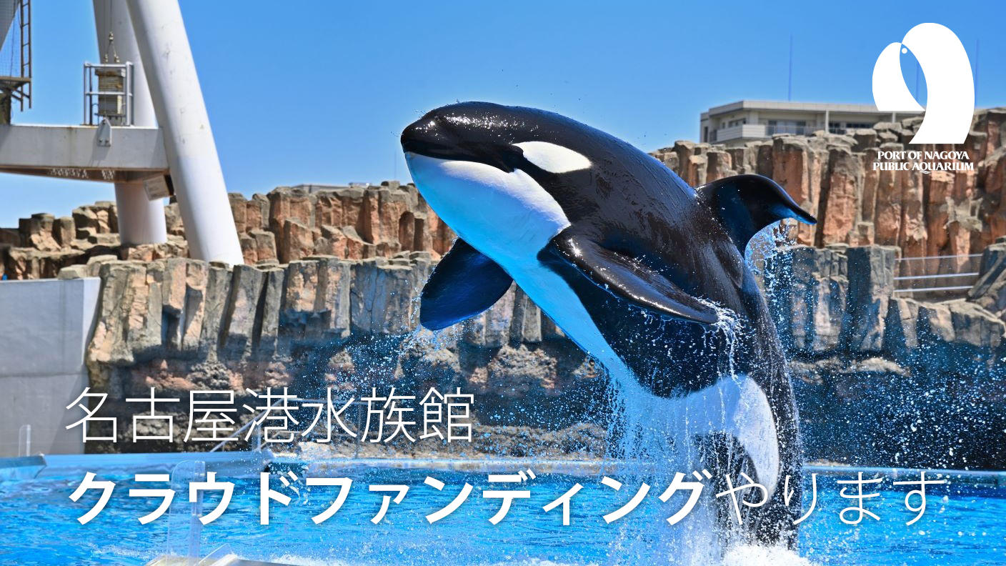 オリジナル竹製うちわ - (名古屋港水族館、クラウドファンディングやり