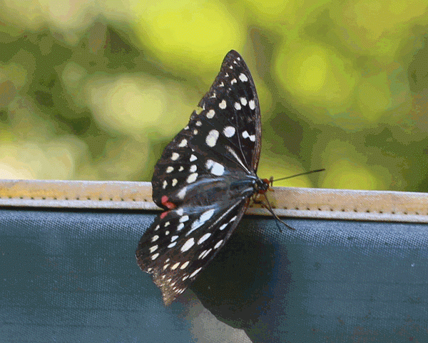 台湾の蝶 ＜臺灣蝴蝶＞（著作：杉坂美典）