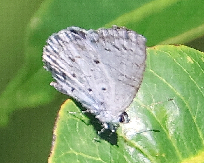 蝶の生態写真集（著作：杉坂美典）