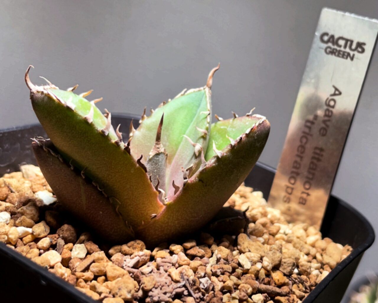 アガベ・トリケラトプスを手に入れた！ | すごいグリーン