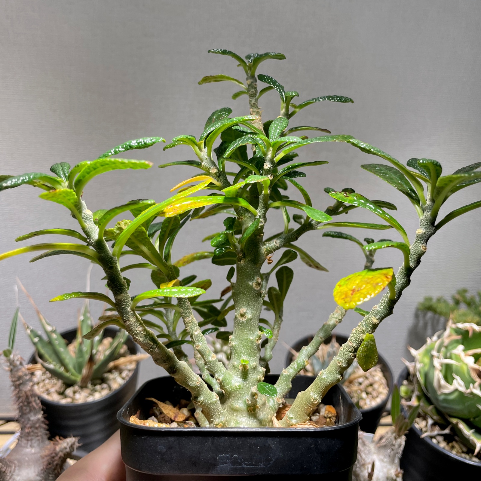 ドルステニア ギガス / ずっと欲しかった王様の実生株をゲット