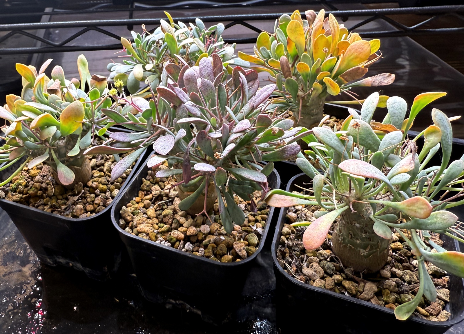 オトンナ・ユーフォルビオイデス 2年半の成長記録 | すごいグリーン