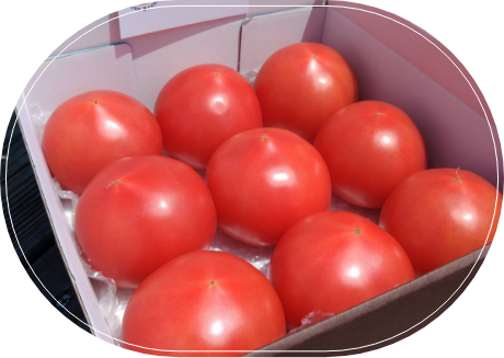 ☆農園の野菜たち☆｜北斗市でミニトマト【プチぷよ】ならスケサンファーム