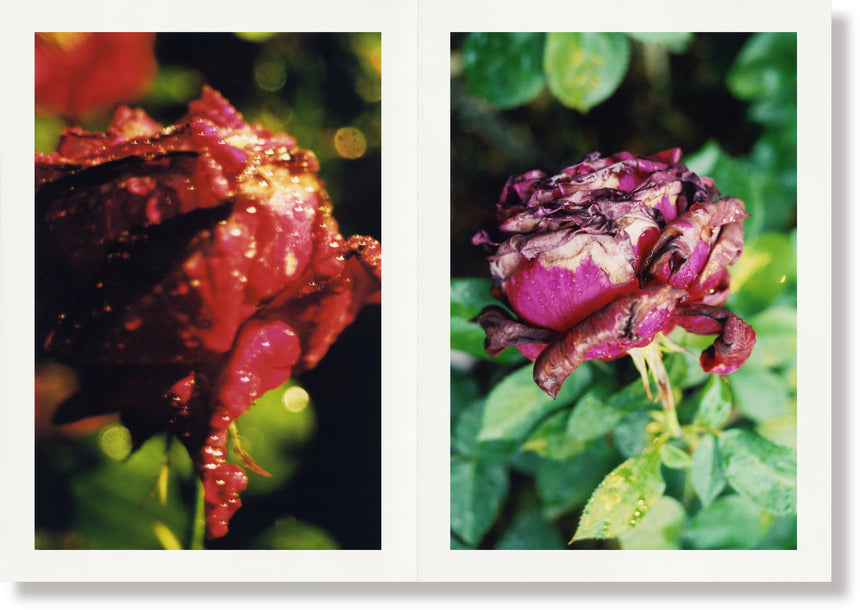 Naked Rose Ishiuchi Miyako (石内都) – SUPER LABO