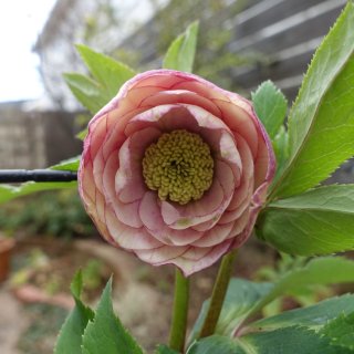 ウィンターシンフォニー (Page 2)