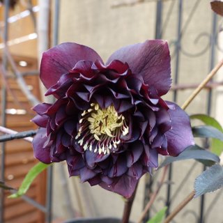 広瀬園芸 - クリスマスローズ・多肉shop 涼花(SUZUKA)