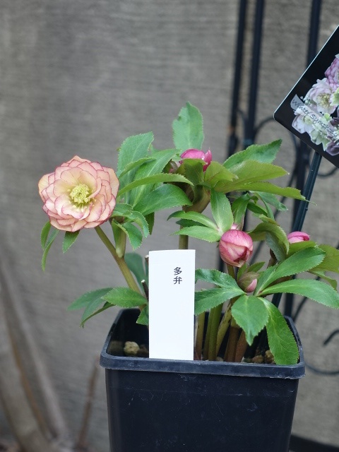 ウィンターシンフォニー dd アプリコットピンク 多弁タイプ 多花