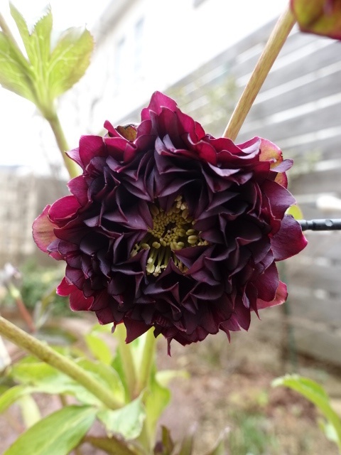 広瀬園芸 dd ダーククレオパトラ 超多花 - クリスマスローズ・多肉shop