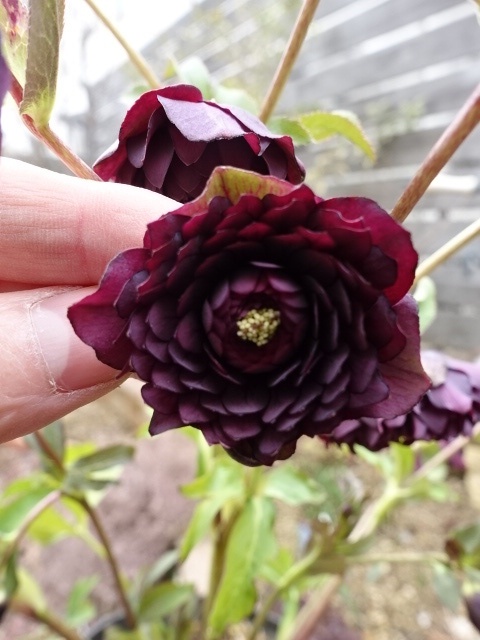 広瀬園芸 dd ダーククレオパトラ 超多花 - クリスマスローズ・多肉shop