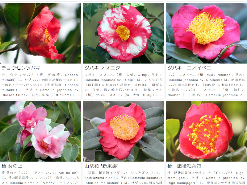 ツバキ・つばき・椿 | Camellia japonica | かぎけん花図鑑