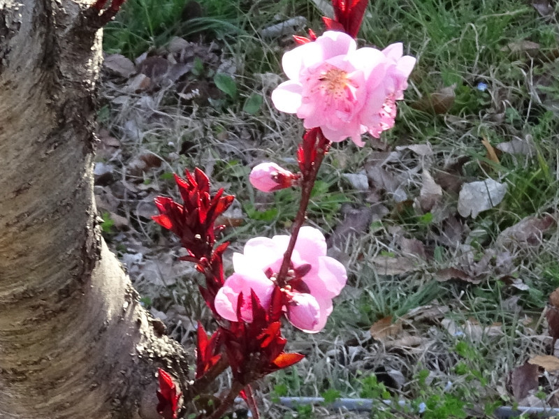 モモ | Prunus persica | かぎけん花図鑑