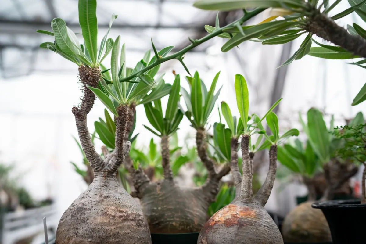 保*)様 イポメア ボルシアーナ ​コーデックス 塊根植物 珍奇植物