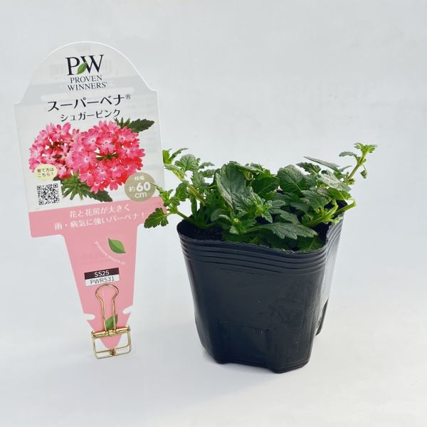 PW公式オンラインストア / スーパーベナ(R) シュガーピンク