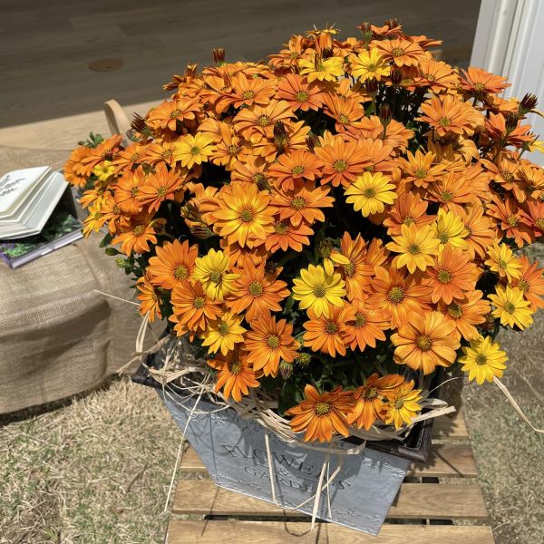 PW公式オンラインストア / オステオスペルマム キャンディフィールズ