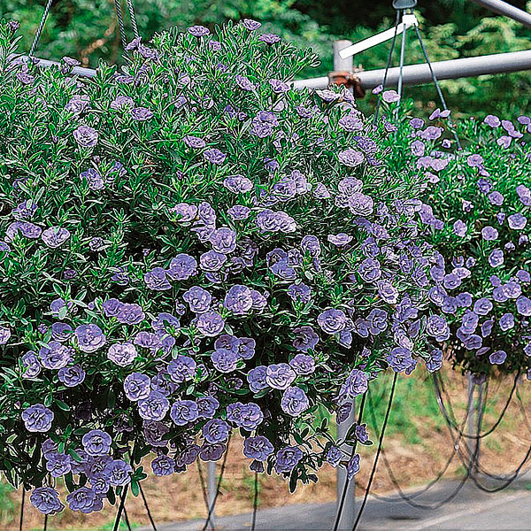 PW公式オンラインストア / 【限定 マザープランツ】スーパーベル(R