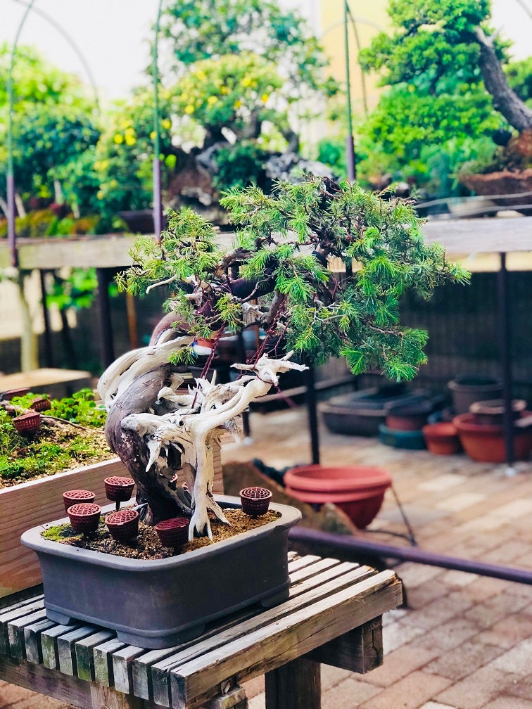 杜松幹曲げ2 | Vintage Bonsai 〜盆栽＆北欧ヴィンテージ〜