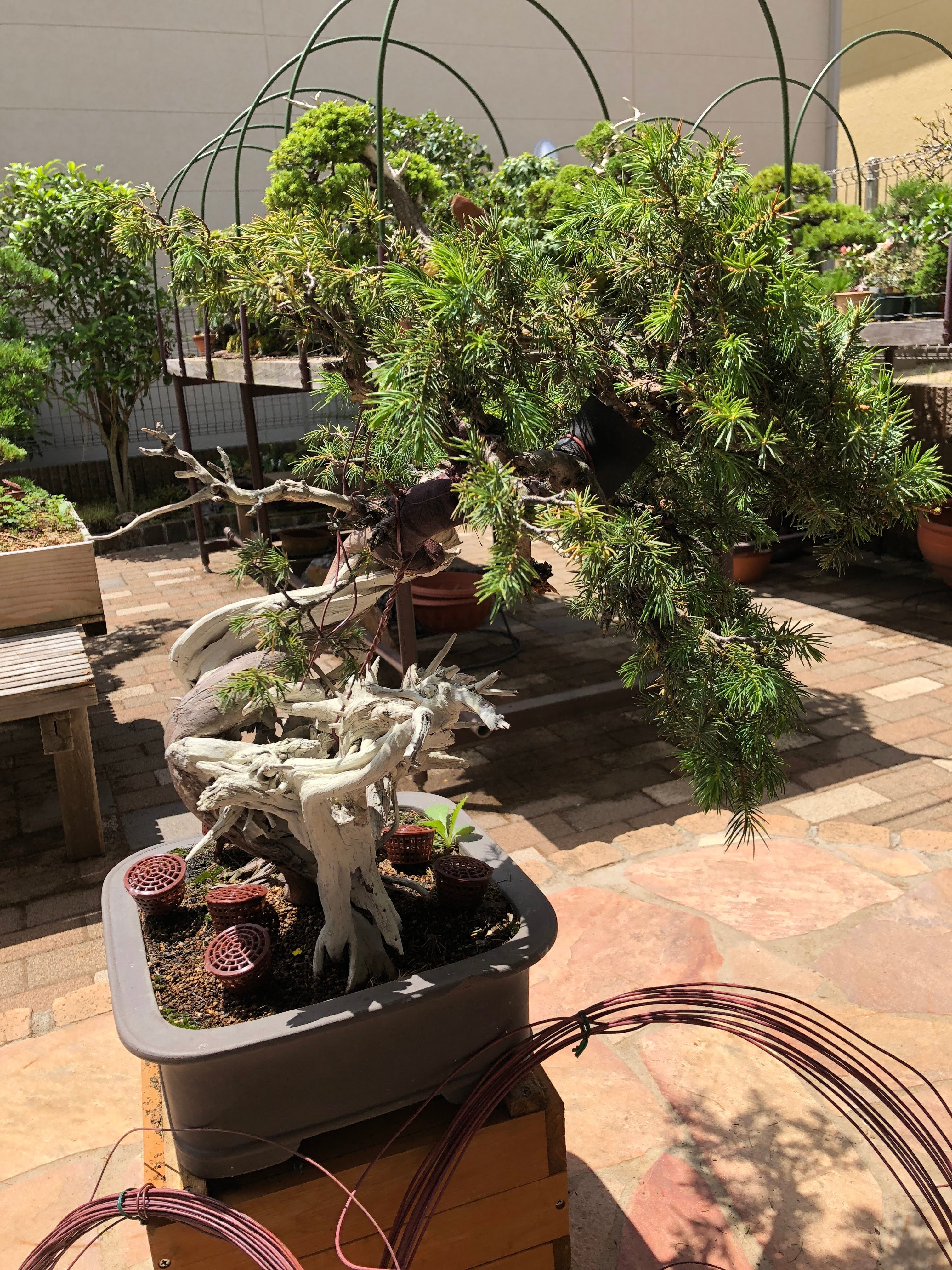 杜松幹曲げ2 | Vintage Bonsai 〜盆栽＆北欧ヴィンテージ〜