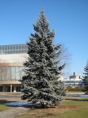 シンボルツリーとしてのプンゲンストウヒ・ホプシー | 山野有情 ～雑草