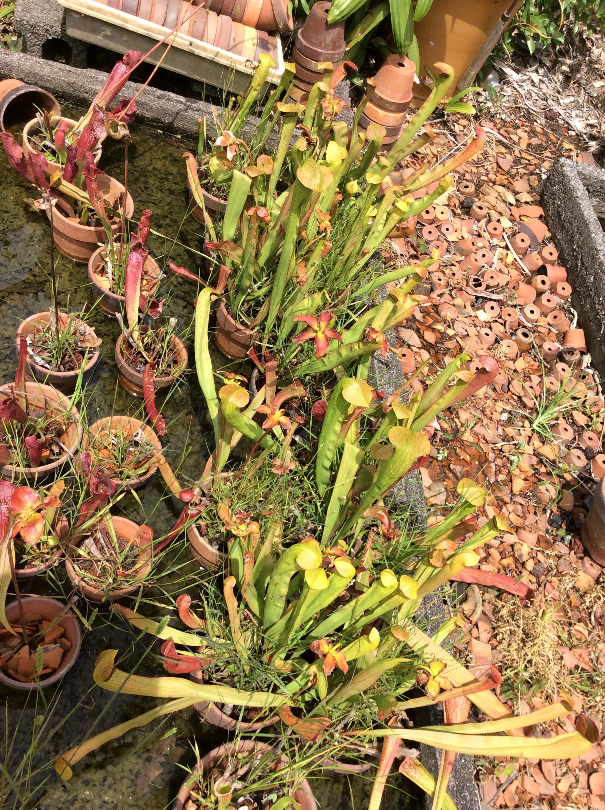 一正園① サラセニアプール編 | どりへにのブログ