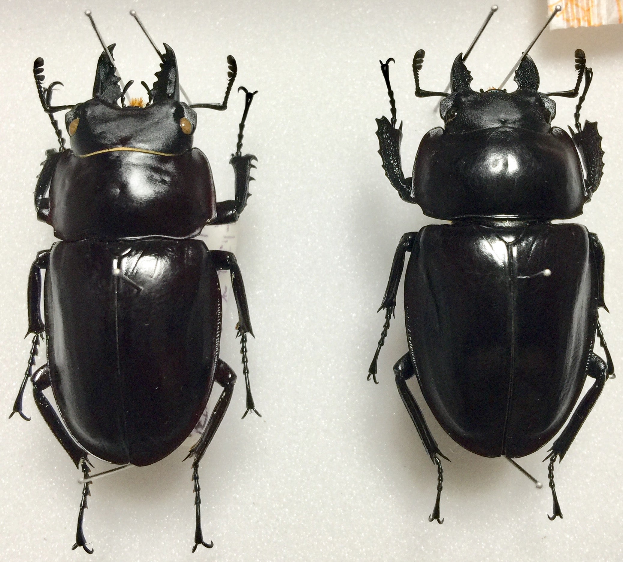 野外品標本 徳之島産アマミマルバネクワガタ♂51ミリ♀49ミリ | 『独楽