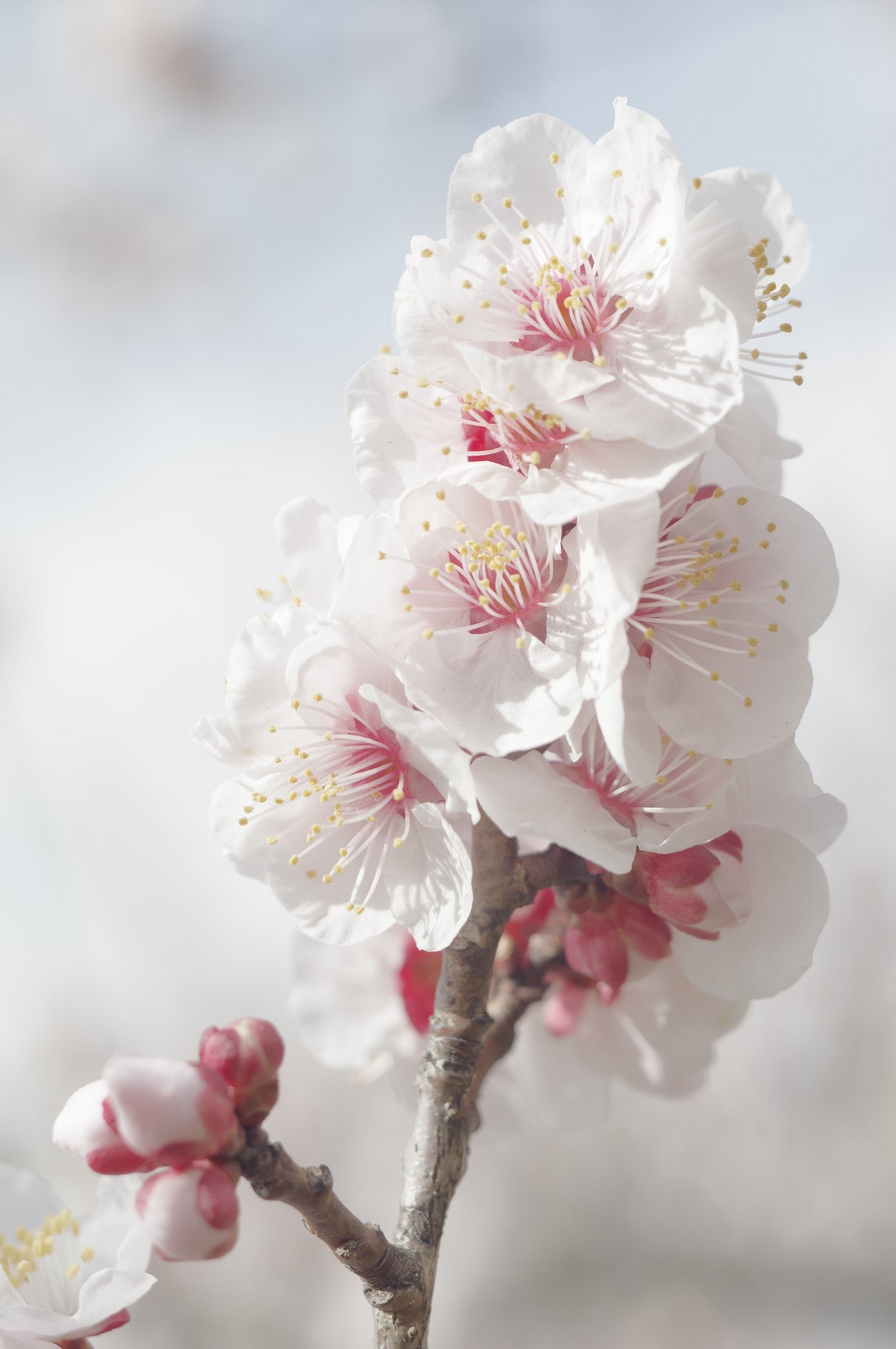 しばらく外に行くのは我慢して、、- Macro Takumar 50mm F4 | はなはな