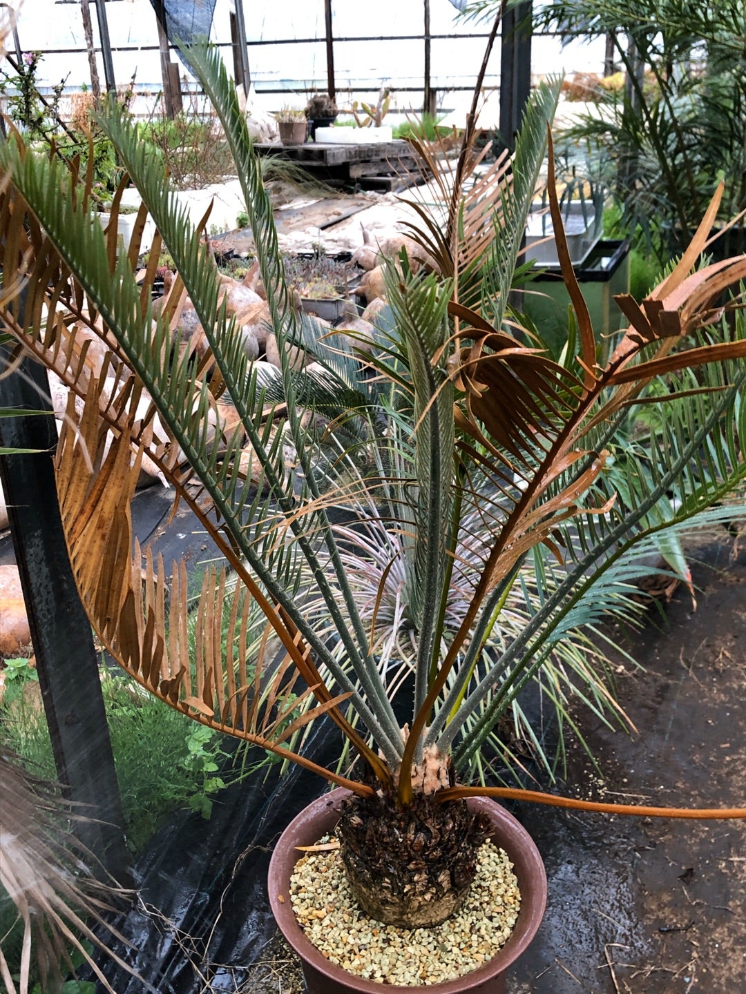 温室のココスヤシを鉢上げしました。 | コタブロ日記 多肉植物・ヤシ