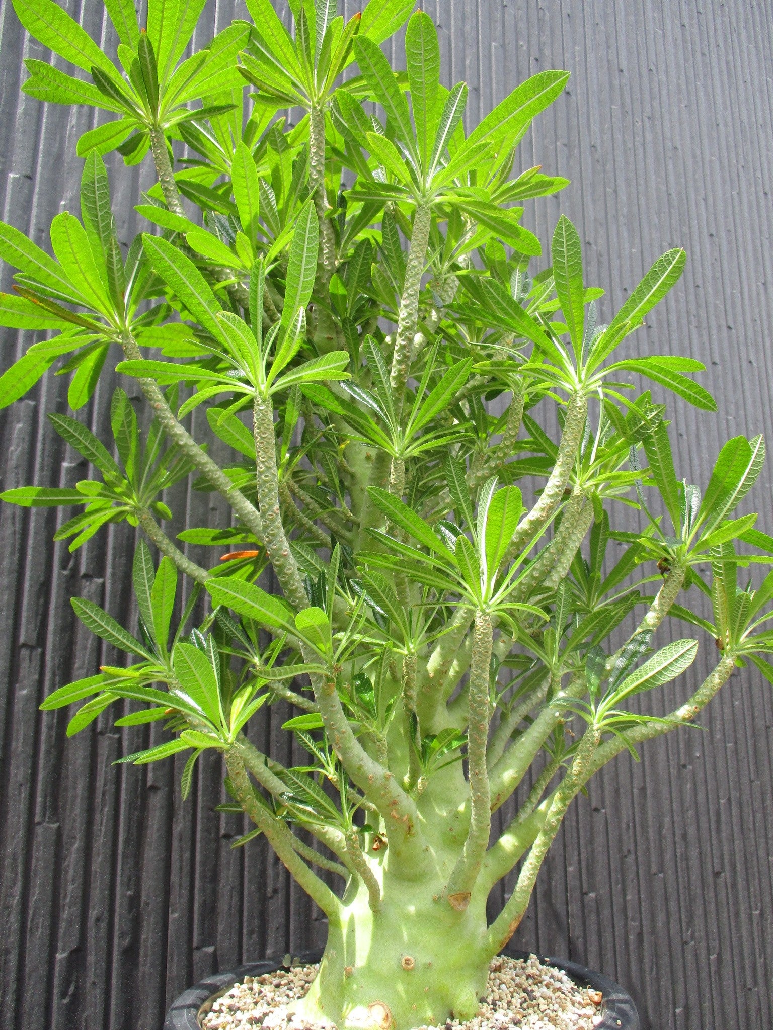 レア⁄塊根植物ドルステニア ギガス ④ 公式通販