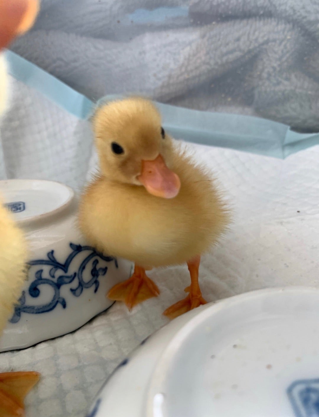 2021年版！ コールダック雛・有精卵の入手方法・買い方・値段・相場