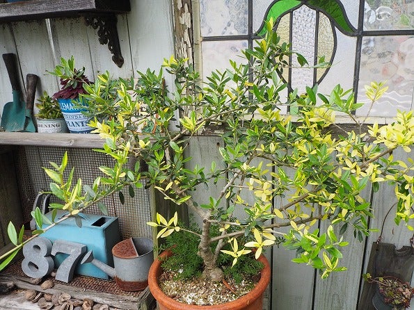 斑入りオリーブの挿し木苗の愛おしい生長 | ブログ版Olive&SucculentGarden