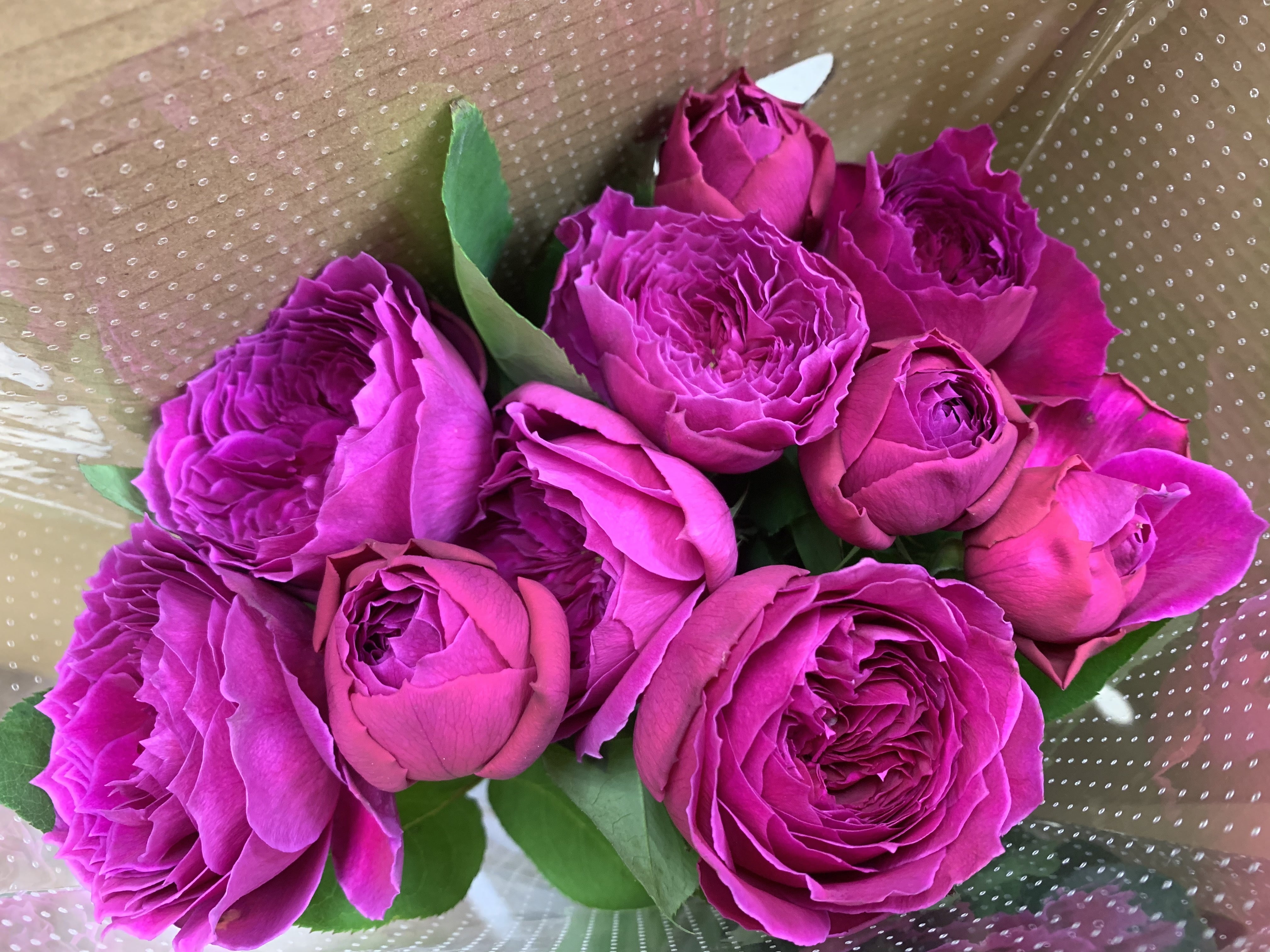 アートリークローズ | 診療室のバラ