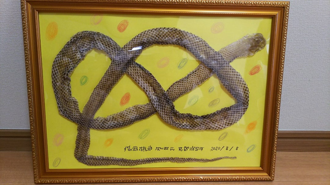 人生初(^^)蛇の抜け殻を洗って飾りました！ | 花岡良枝のブログ