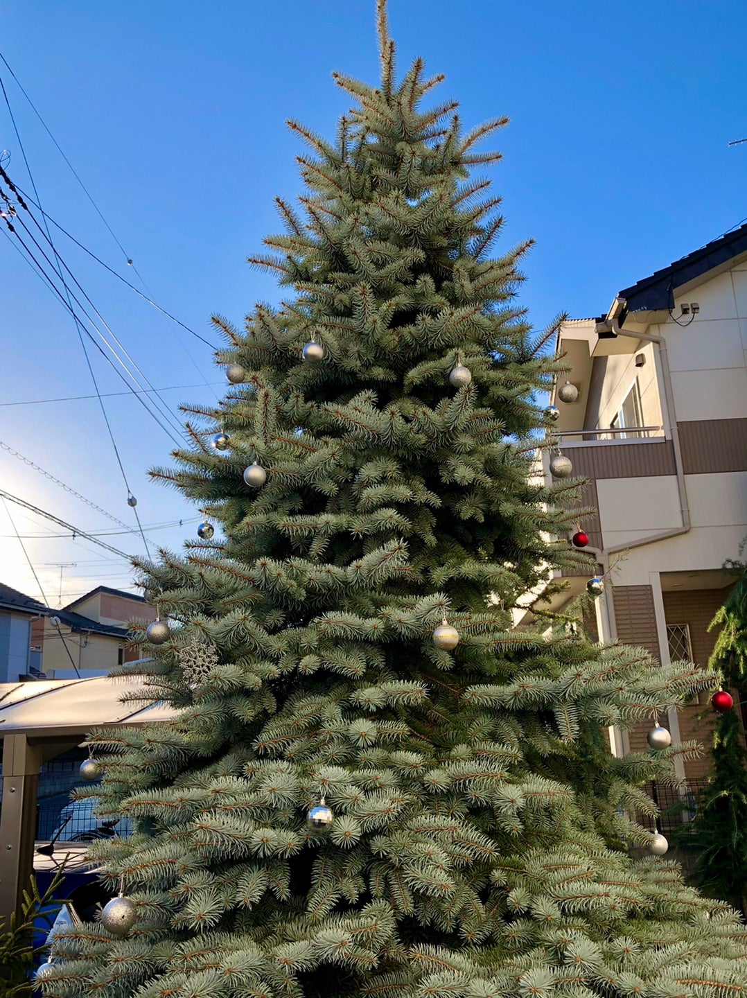 プンゲンストウヒ「コスター」のクリスマスツリー | dukeのコニファー